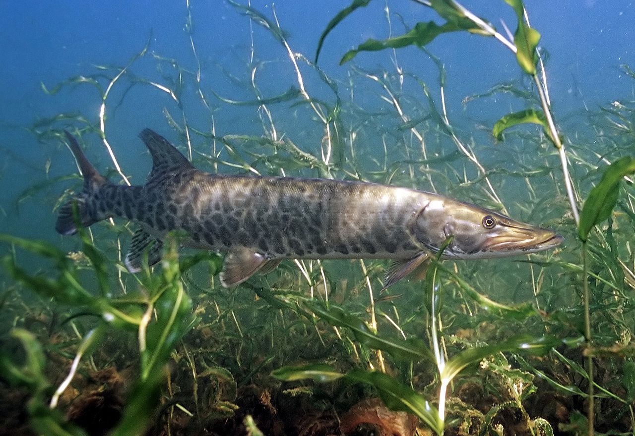 Musky